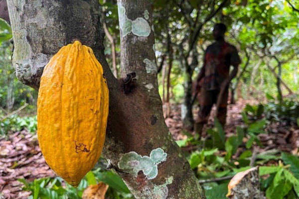Ivory Coast Cocoa growers Struggle to make ends Meet as Chocolate Company Profits Surge.