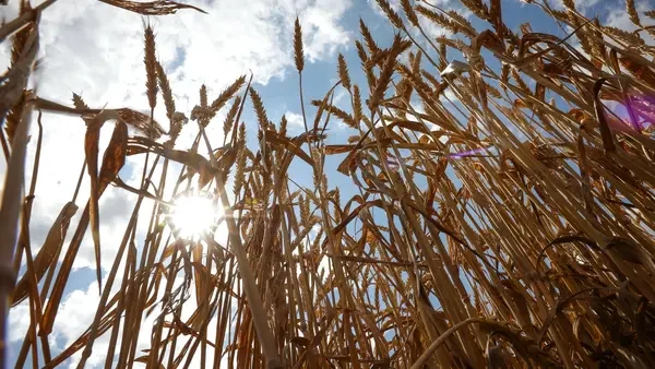 بھارت روس سے دالوں اور گندم کی طویل مدتی خریداری پر غور کر رہا ہے