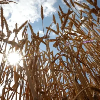 India considering long-term purchases of pulses and wheat from Russia