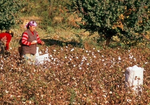 US halts Chinese 'genocide' cotton imports.