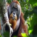 "In Historic Moment, Orangutan Uses Medicinal Plant to Treat Wound, a Global First"