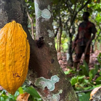 Ivory Coast Cocoa growers Struggle to make ends Meet as Chocolate Company Profits Surge.