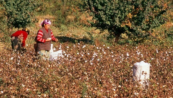 امریکہ نے چینی 'نسل کشی' کپاس کی درآمد روک دی۔