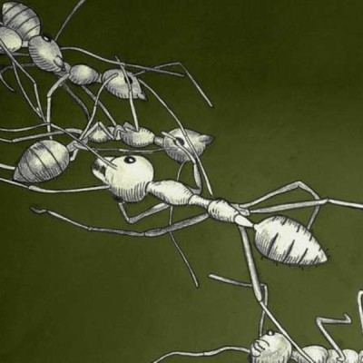 Ant behavior inspires autonomous material assembly research